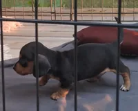 AKC Ace male, a male Miniature Dachshund for sale in Wilson, NC – 1 of 9
