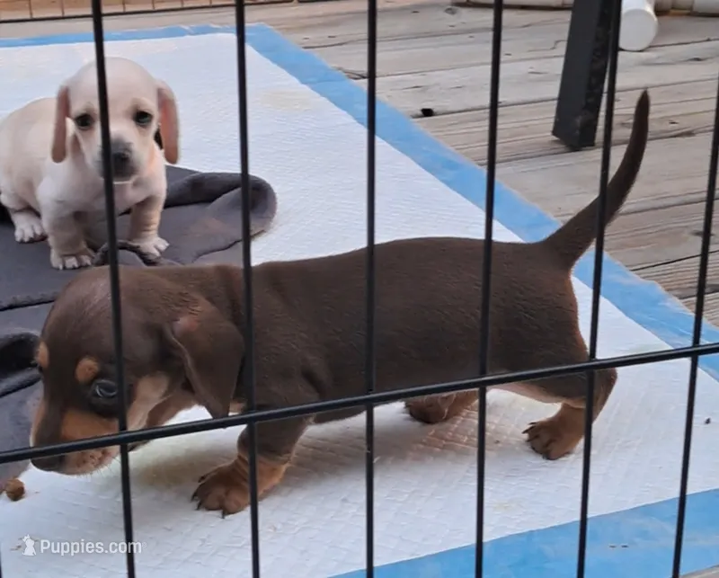 AKC Reese male – Miniature Dachshund puppy for sale in Wilson, NC