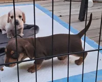 AKC Reese male, a male Miniature Dachshund for sale in Wilson, NC – 1 of 8