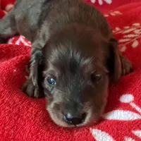 AKC Dapple female, a female Miniature Dachshund for sale in Wilson, NC – Photo 2 of 7