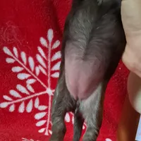 AKC Dapple female, a female Miniature Dachshund for sale in Wilson, NC – Photo 4 of 7