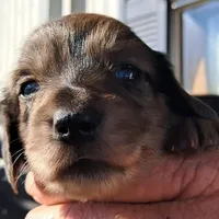 AKC Dapple female, a female Miniature Dachshund for sale in Wilson, NC – Photo 3 of 7