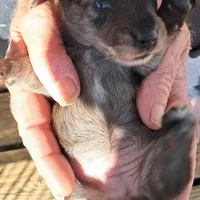AKC Dapple female, a female Miniature Dachshund for sale in Wilson, NC – Photo 7 of 7
