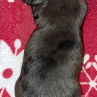 AKC Dapple female, a female Miniature Dachshund for sale in Wilson, NC – Photo 5 of 7