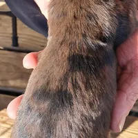 AKC Dapple female, a female Miniature Dachshund for sale in Wilson, NC – Photo 6 of 7