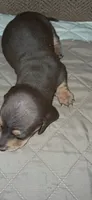 AKC Reese male, a male Miniature Dachshund for sale in Wilson, NC – 6 of 8