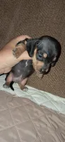 AKC Ace male, a male Miniature Dachshund for sale in Wilson, NC – 5 of 9