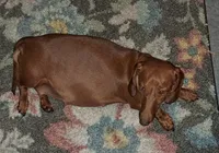 Smooth Coat Caramel , a female Miniature Dachshund for sale in Wilson, NC – 3 of 3