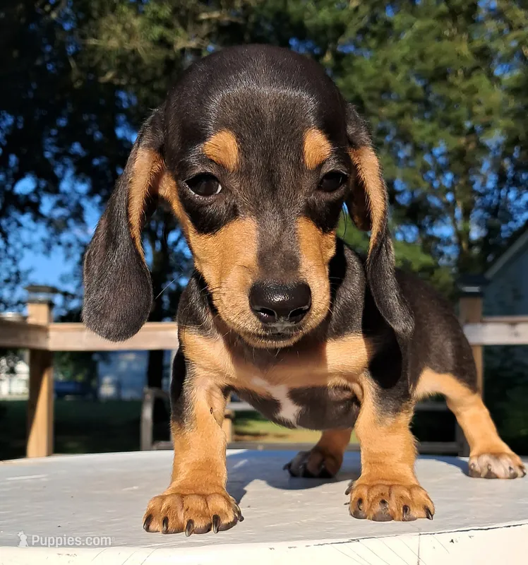 AKC Ace male – Miniature Dachshund puppy for sale in Wilson, NC