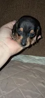 AKC Ace male, a male Miniature Dachshund for sale in Wilson, NC – 6 of 9
