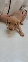 Smooth Coat Caramel , a female Miniature Dachshund for sale in Wilson, NC – 1 of 3