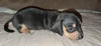 AKC Ace male, a male Miniature Dachshund for sale in Wilson, NC – 7 of 9