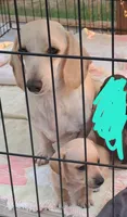 AKC Toffee smooth , a female Miniature Dachshund for sale in Wilson, NC – 3 of 3