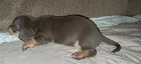 AKC Reese male, a male Miniature Dachshund for sale in Wilson, NC – 7 of 8