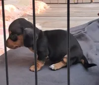 AKC Ace male, a male Miniature Dachshund for sale in Wilson, NC – 2 of 9