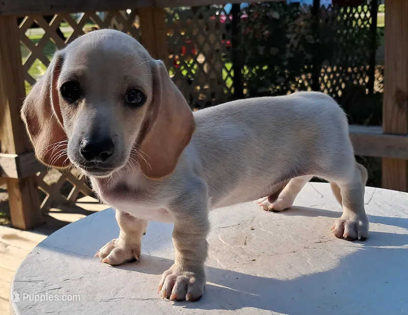 AKC Roko male – Miniature Dachshund puppy for sale in Wilson, NC