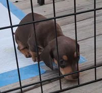 AKC Reese male, a male Miniature Dachshund for sale in Wilson, NC – 4 of 8