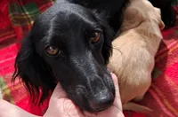 AKC Blizzard Male, a male Miniature Dachshund for sale in Wilson, NC – Photo 6 of 7