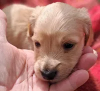 AKC Blizzard Male, a male Miniature Dachshund for sale in Wilson, NC – Photo 1 of 7