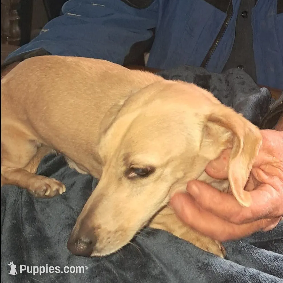 AKC Blizzard Male, a male Miniature Dachshund for sale in Wilson, NC – Photo 5 of 7