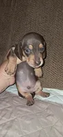 AKC Reese male, a male Miniature Dachshund for sale in Wilson, NC – 8 of 8