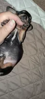 AKC Ace male, a male Miniature Dachshund for sale in Wilson, NC – 9 of 9