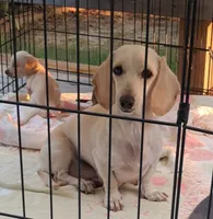 AKC Ace male, a male Miniature Dachshund for sale in Wilson, NC – 3 of 9