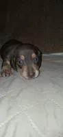 AKC Reese male, a male Miniature Dachshund for sale in Wilson, NC – 5 of 8
