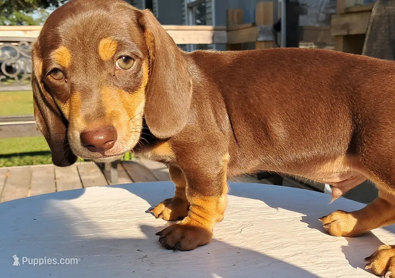 AKC Reese male – Miniature Dachshund puppy for sale in Wilson, NC