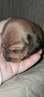 AKC Ruger, a male Miniature Dachshund for sale in Wilson, NC – Photo 4 of 6