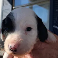AKC Piebald/dapple , a male Miniature Dachshund for sale in Wilson, NC – Photo 3 of 5