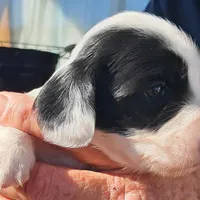 AKC Piebald/dapple , a male Miniature Dachshund for sale in Wilson, NC – Photo 2 of 5