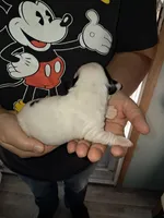 processed/ff593b75-e122-4afc-ab36-13c029608208/listing/e2d40aa8-8590-4e0b-a8a1-32a283fa8cfa/548624d6-6de6-4cbb-a351-4f73054e5578