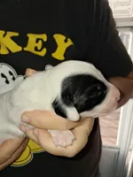 processed/ff593b75-e122-4afc-ab36-13c029608208/listing/e2d40aa8-8590-4e0b-a8a1-32a283fa8cfa/66353d7c-ad7b-4561-a033-5e143595f696