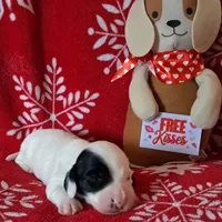 AKC Piebald/dapple , a male Miniature Dachshund for sale in Wilson, NC – Photo 1 of 5