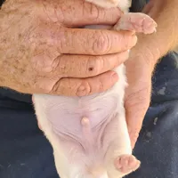 AKC Piebald/dapple , a male Miniature Dachshund for sale in Wilson, NC – Photo 4 of 5