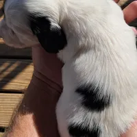AKC Piebald/dapple , a male Miniature Dachshund for sale in Wilson, NC – Photo 5 of 5