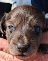 AKC Dapple Male, a male Miniature Dachshund for sale in Wilson, NC – Photo 4 of 7