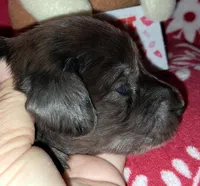 AKC Dapple Male, a male Miniature Dachshund for sale in Wilson, NC – Photo 3 of 7