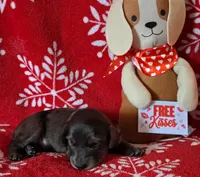 AKC Dapple Male, a male Miniature Dachshund for sale in Wilson, NC – Photo 1 of 7