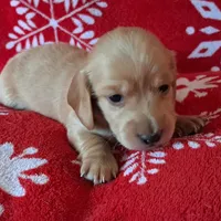 AKC Wynter, a female Miniature Dachshund for sale in Wilson, NC – Photo 3 of 9