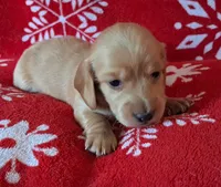 AKC Wynter, a female Miniature Dachshund for sale in Wilson, NC – Photo 3 of 9