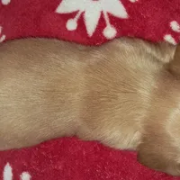 AKC Wynter, a female Miniature Dachshund for sale in Wilson, NC – Photo 4 of 9