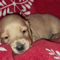 AKC Wynter, a female Miniature Dachshund for sale in Wilson, NC – Photo 1 of 9