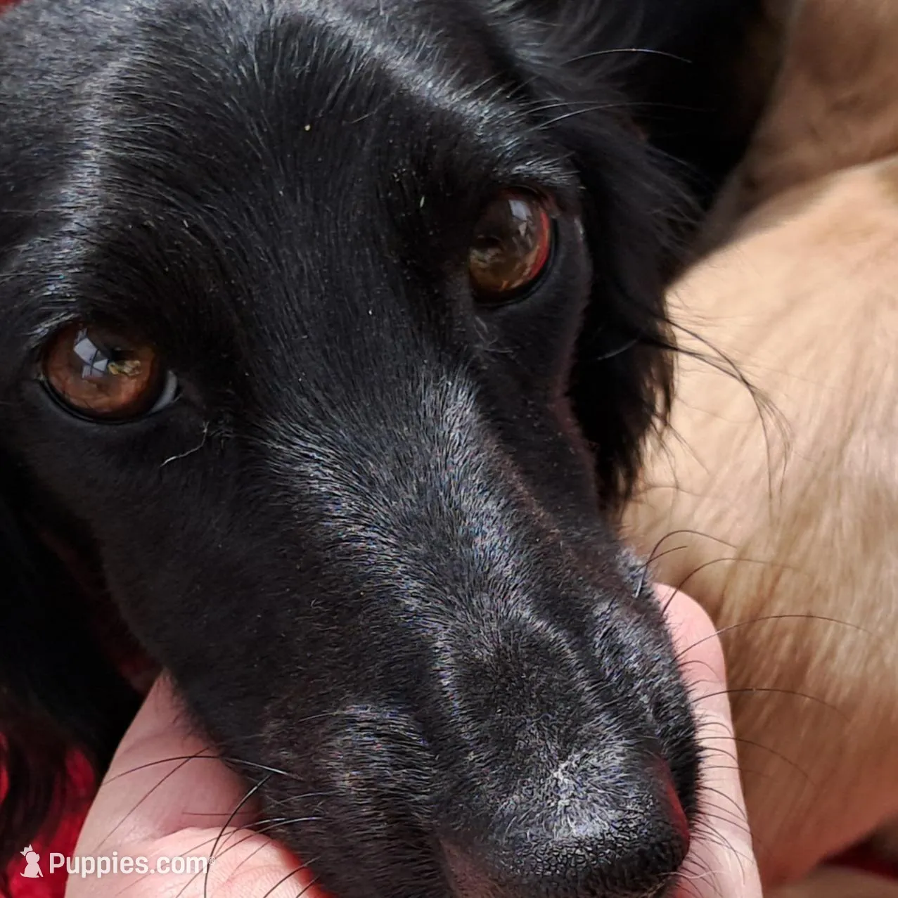 AKC Wynter, a female Miniature Dachshund for sale in Wilson, NC – Photo 8 of 9