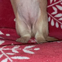 AKC Wynter, a female Miniature Dachshund for sale in Wilson, NC – Photo 5 of 9