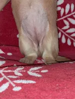 AKC Wynter, a female Miniature Dachshund for sale in Wilson, NC – Photo 5 of 9