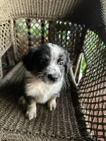 Border collie/Cattle dog puppy, a male Australian Cattle Dog and Border Collie for sale in Richmond, IL – 3 of 3