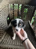 Border collie/Cattle dog puppy, a male Australian Cattle Dog and Border Collie for sale in Richmond, IL – 3 of 3