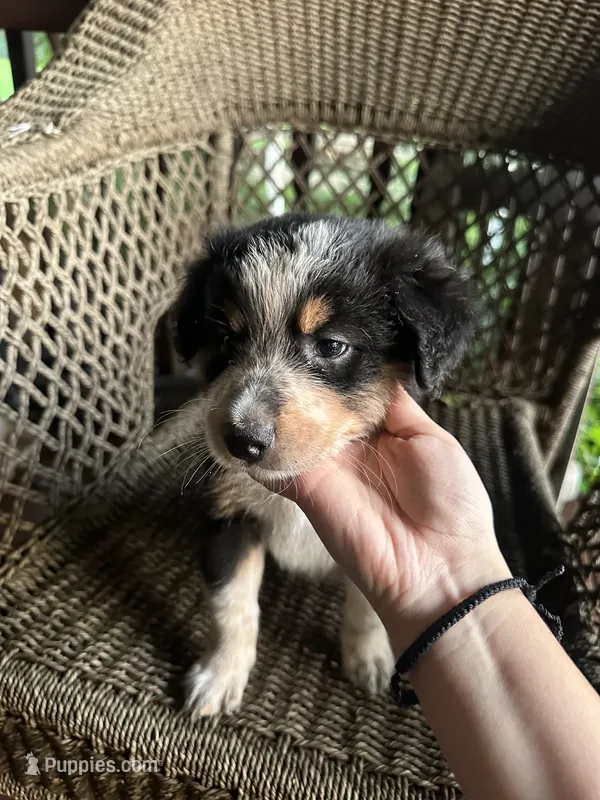 Border collie/Cattle dog puppy – Australian Cattle Dog, Border Collie puppy for sale in Richmond, IL